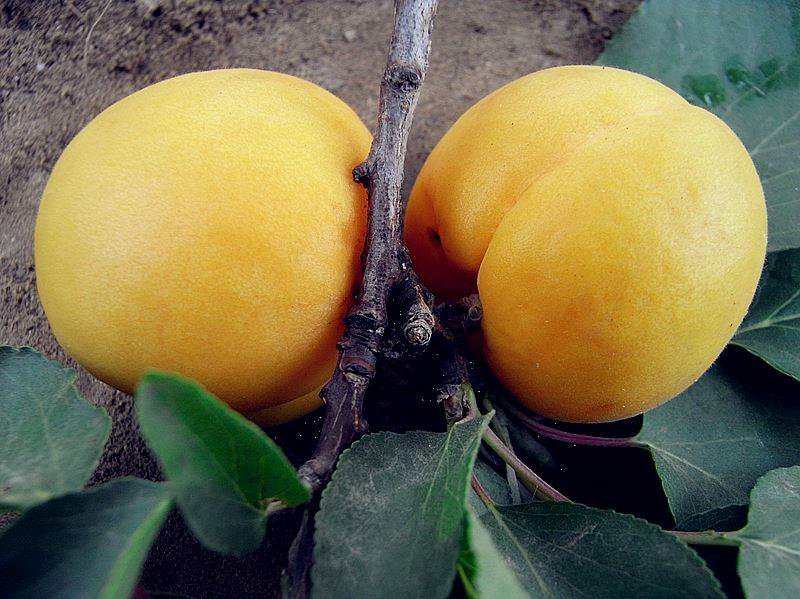 玫香蜜杏苗，早金燕蜜杏，丰圆红杏，本省包邮