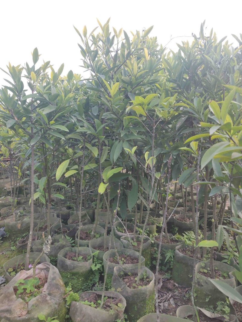 山竹袋苗量多价优批发福建漳州