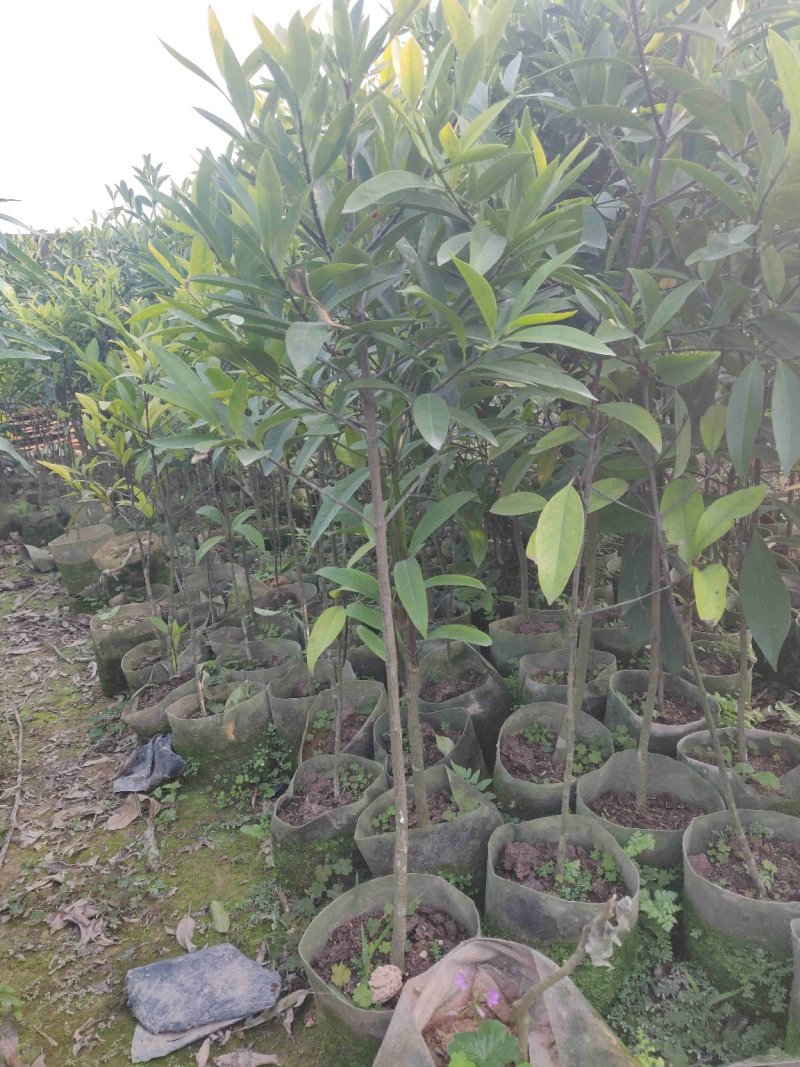 山竹袋苗量多价优批发福建漳州