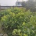 山竹袋苗量多价优批发福建漳州