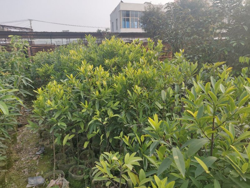 山竹袋苗量多价优批发福建漳州