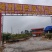 山竹袋苗量多价优批发福建漳州