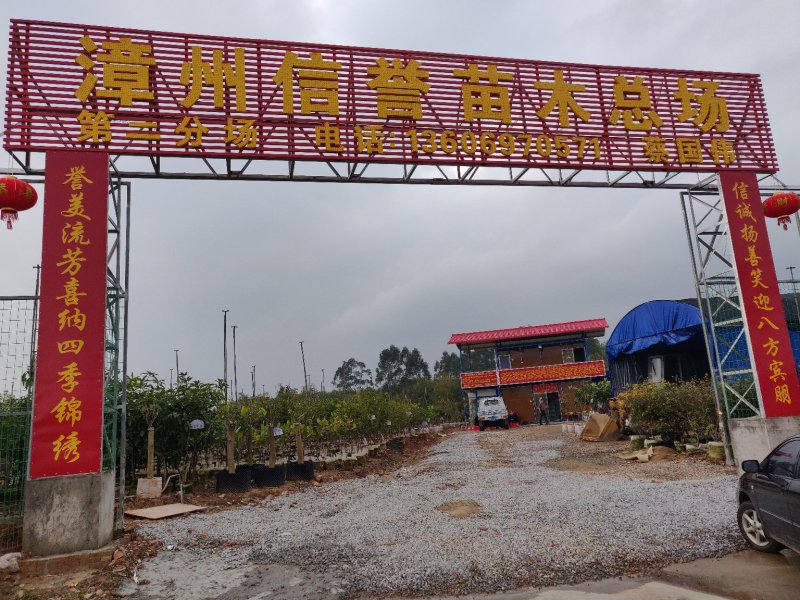 山竹袋苗量多价优批发福建漳州
