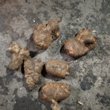 云南昭通小草坝鲜天麻