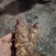 云南昭通小草坝鲜天麻