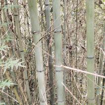 斑竹，绿化竹
