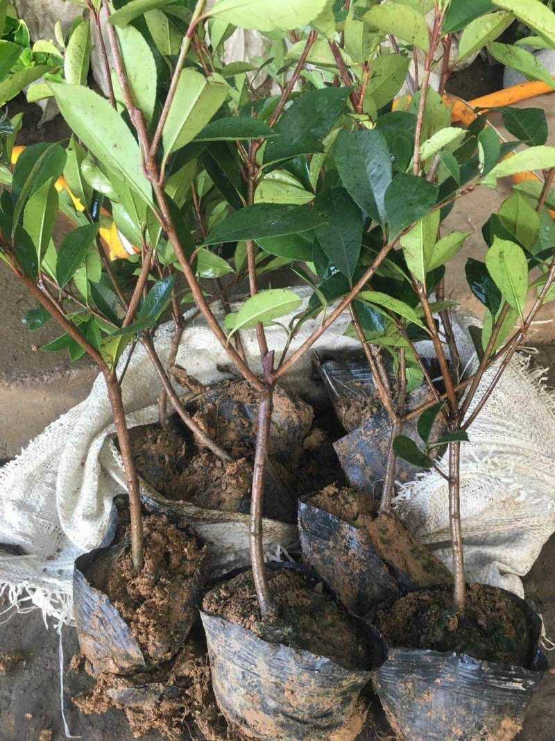 红叶石楠球1米冠幅红叶石楠小杯红叶石楠大杯