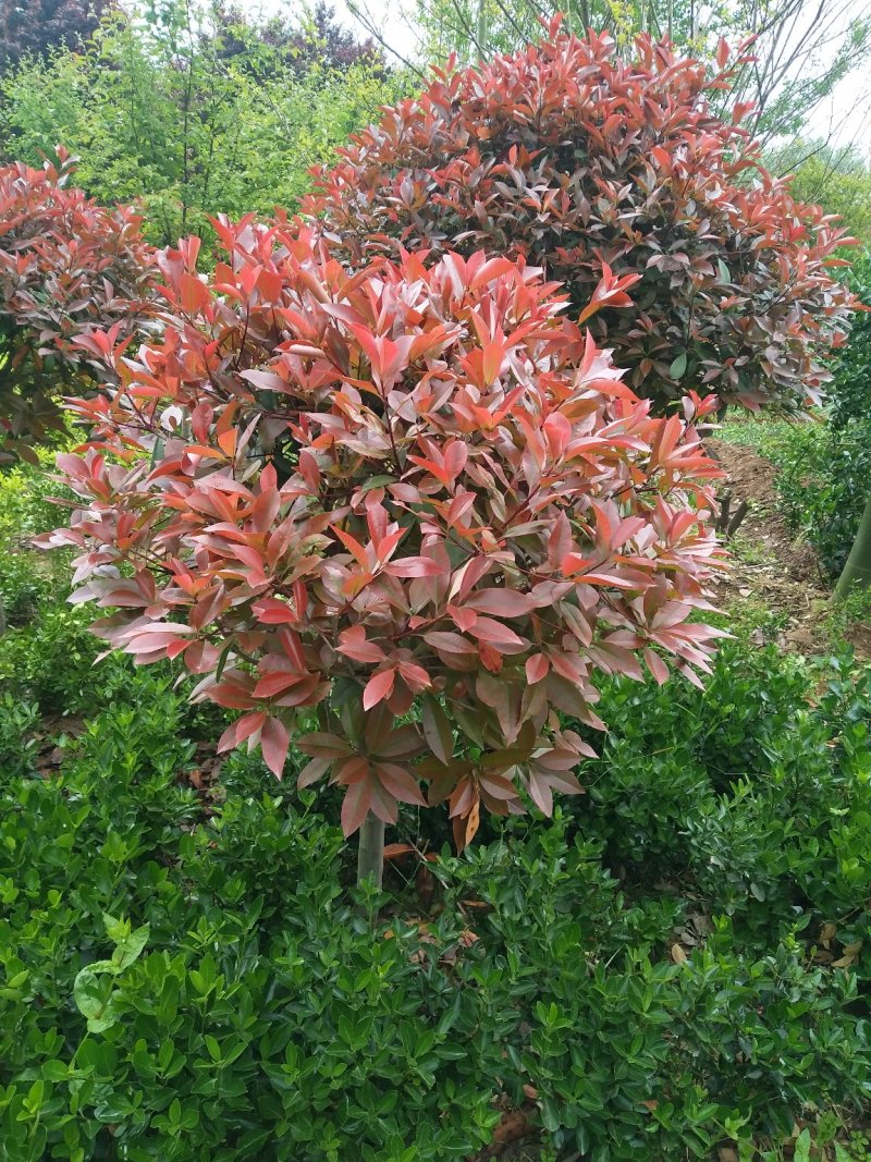 红叶石楠球1米冠幅红叶石楠小杯红叶石楠大杯