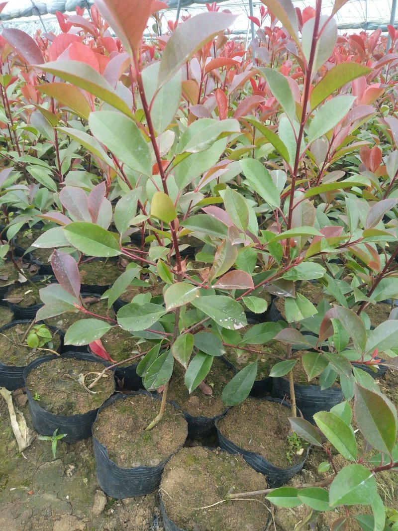 红叶石楠球1米冠幅红叶石楠小杯红叶石楠大杯