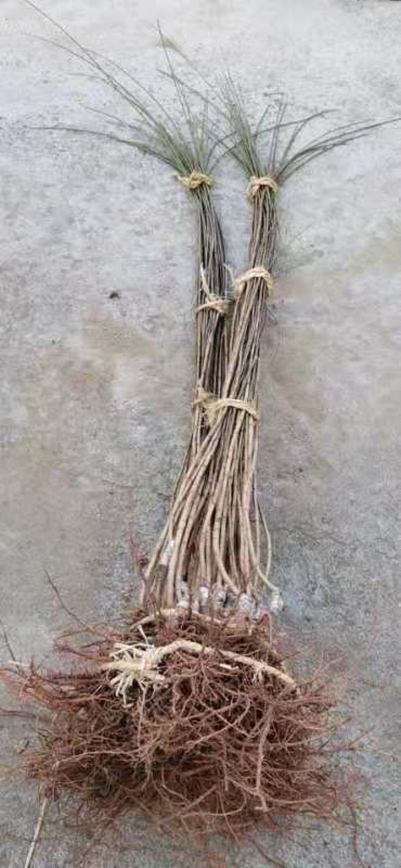 垂枝红梅小苗基地批发价格供应