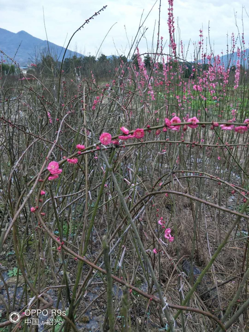 垂枝红梅小苗基地批发价格供应