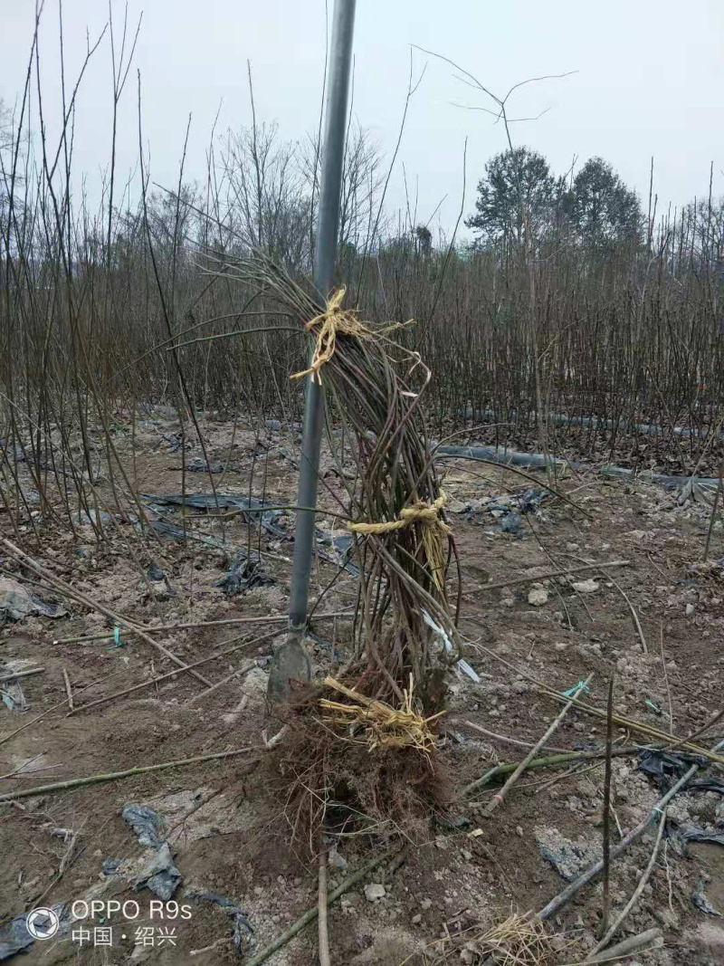 垂枝红梅小苗基地批发价格供应