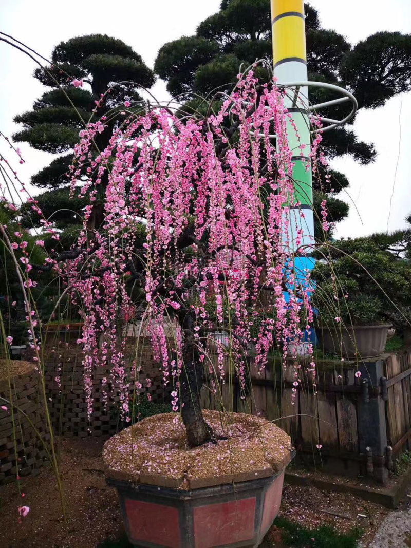 垂枝红梅小苗基地批发价格供应