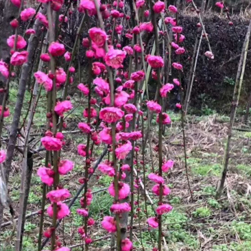垂枝红梅小苗基地批发价格供应
