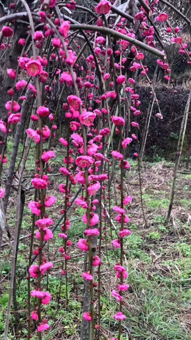 垂枝红梅小苗基地批发价格供应