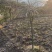 垂枝红梅小苗基地批发价格供应