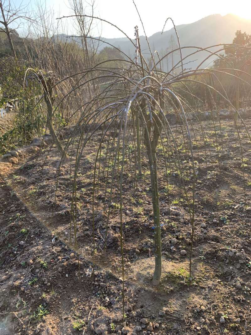 垂枝红梅小苗基地批发价格供应
