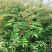 大红袍花椒苗贡椒苗红花椒苗大量出售技术服务三证一签