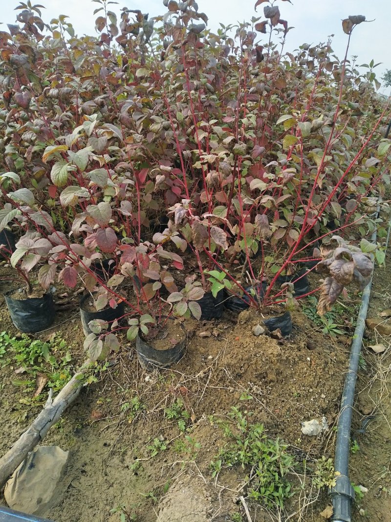 红瑞木红马球价格便宜高度50-1.2