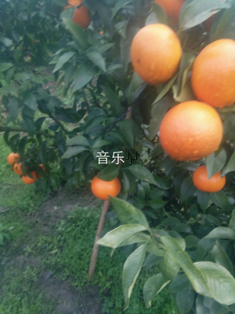 湖南精品柑桔/沃柑/量大价优/可视频看货/欢迎下单