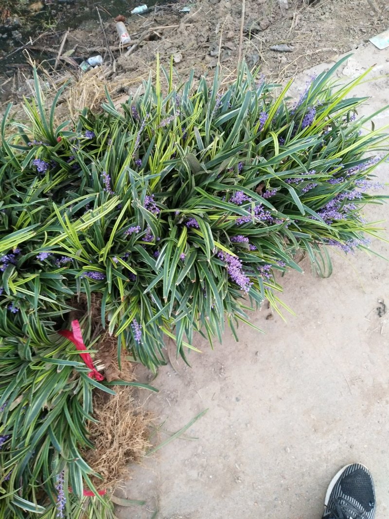 金娃娃萱草葱兰红花草质量好价格优惠