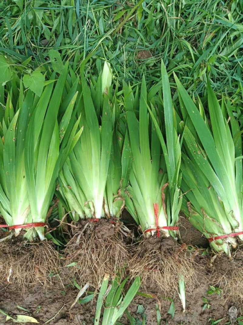 金娃娃萱草葱兰红花草质量好价格优惠