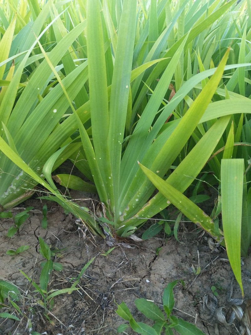 金娃娃萱草葱兰红花草质量好价格优惠