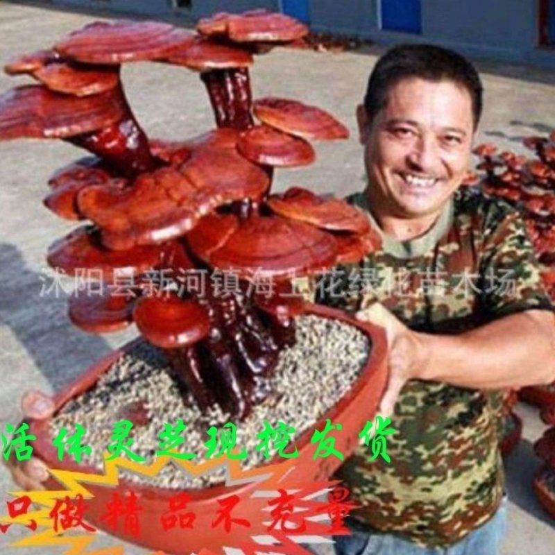 基地观赏灵芝盆景盆栽直营室内中家庭阳台客厅书房摆不带盆