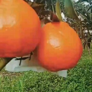 美味十足的耙耙柑眉山东坡产地直供可视频看货