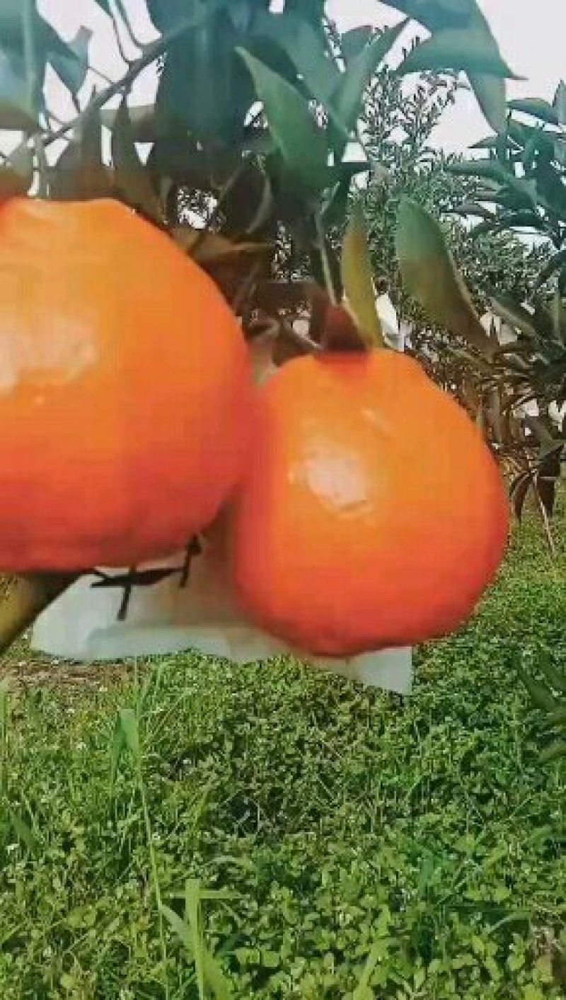 美味十足的耙耙柑眉山东坡产地直供可视频看货