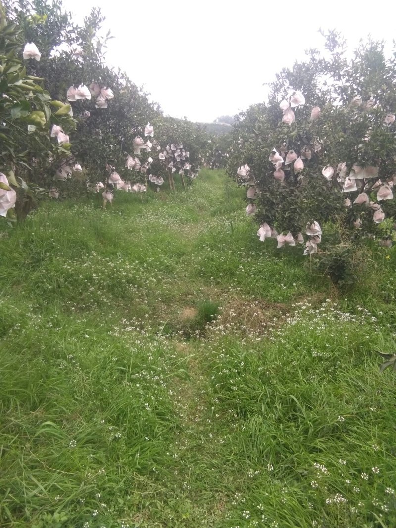 美味十足的耙耙柑眉山东坡产地直供可视频看货