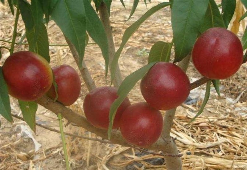 果树苗嫁接桃树苗特大油桃【蜜硕油桃苗】大油桃树苗当年