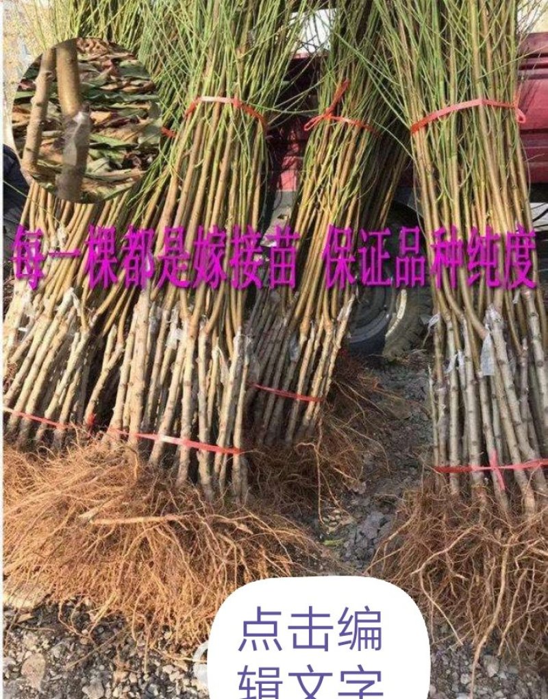 果树苗嫁接桃树苗特大油桃【蜜硕油桃苗】大油桃树苗当年