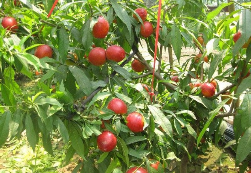 果树苗嫁接桃树苗特大油桃【蜜硕油桃苗】大油桃树苗当年
