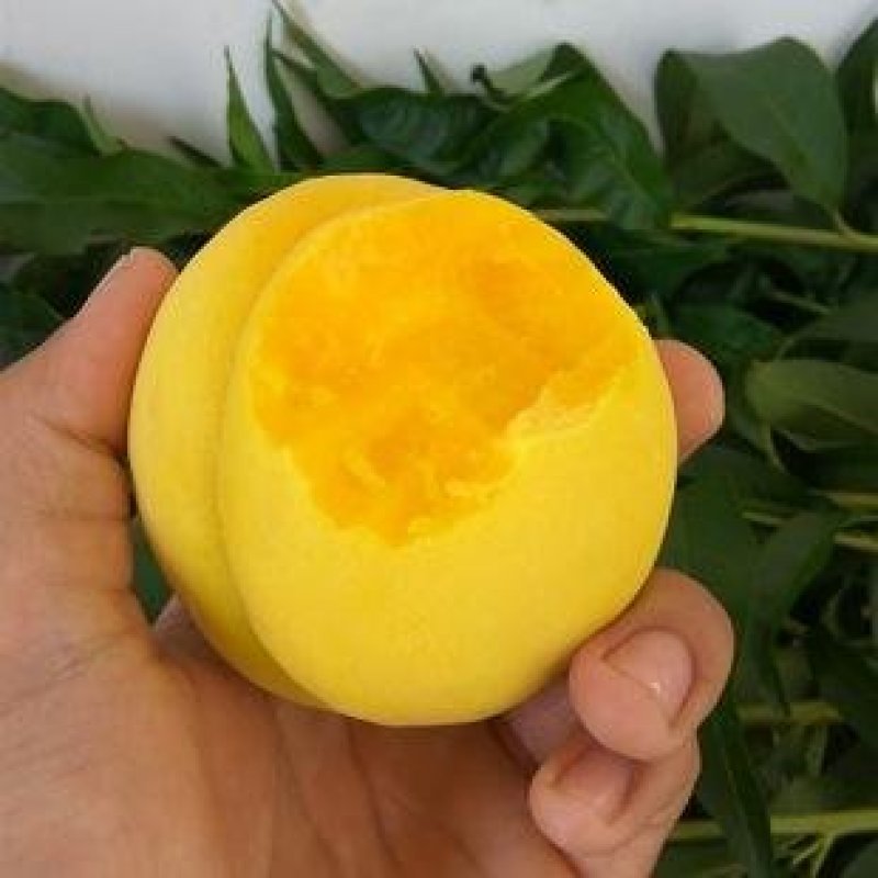 桃树苗特大巨型原苗地栽成品苗新品种嫁接苗早熟当年结果