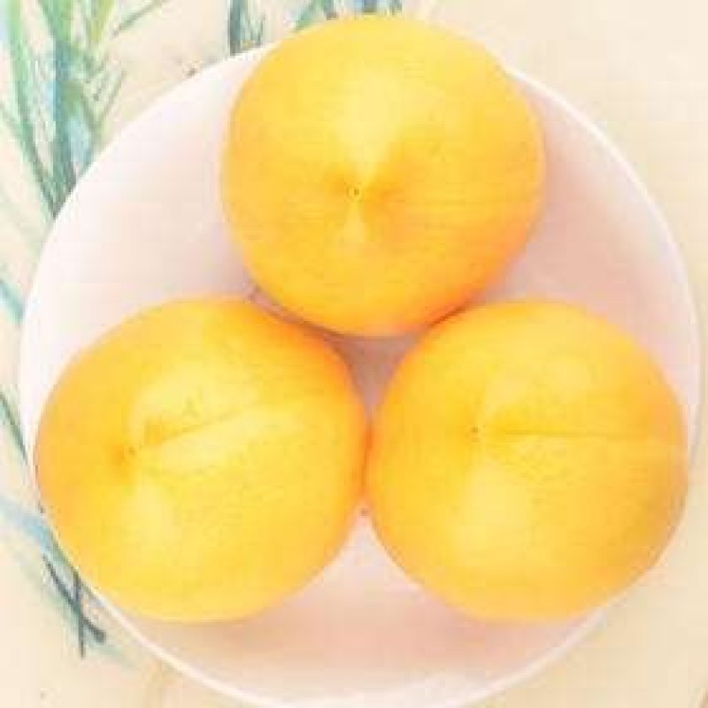 桃树苗特大巨型原苗地栽成品苗新品种嫁接苗早熟当年结果