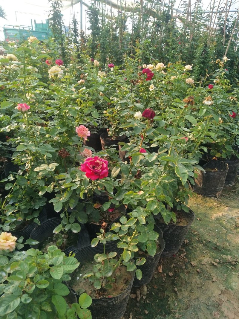 藤本月季木香花大花月季欧月等名贵月季