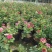 藤本月季木香花大花月季欧月等名贵月季