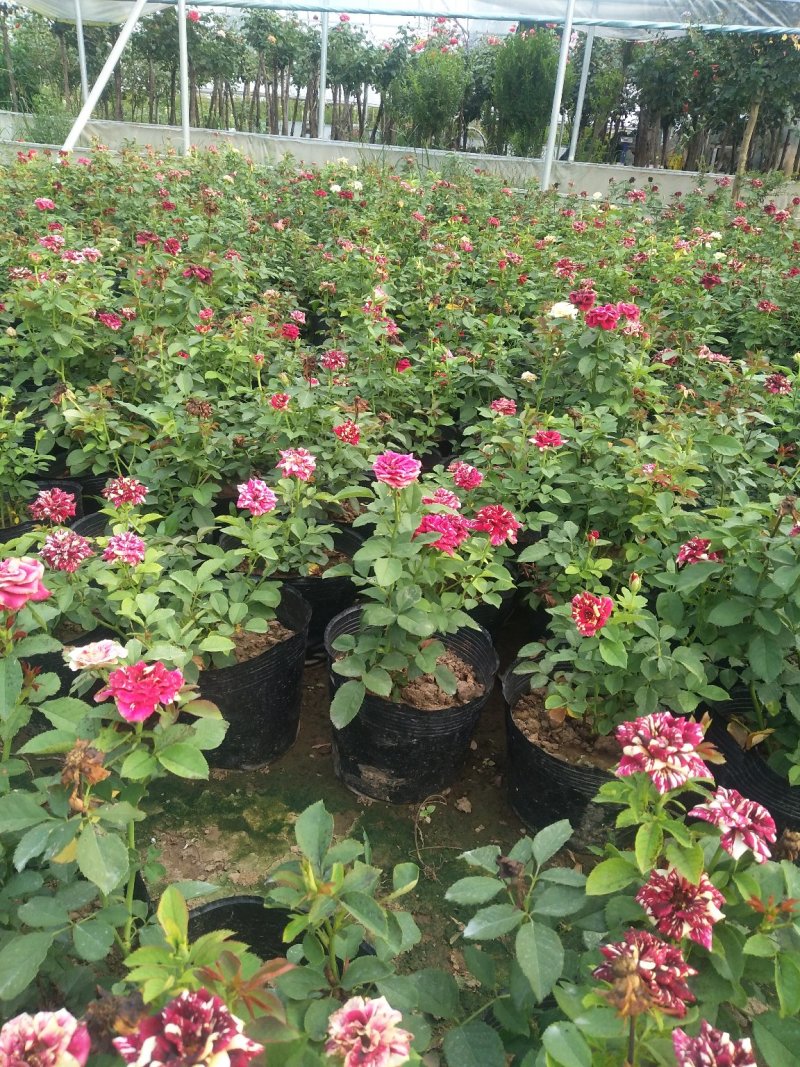 藤本月季木香花大花月季欧月等名贵月季