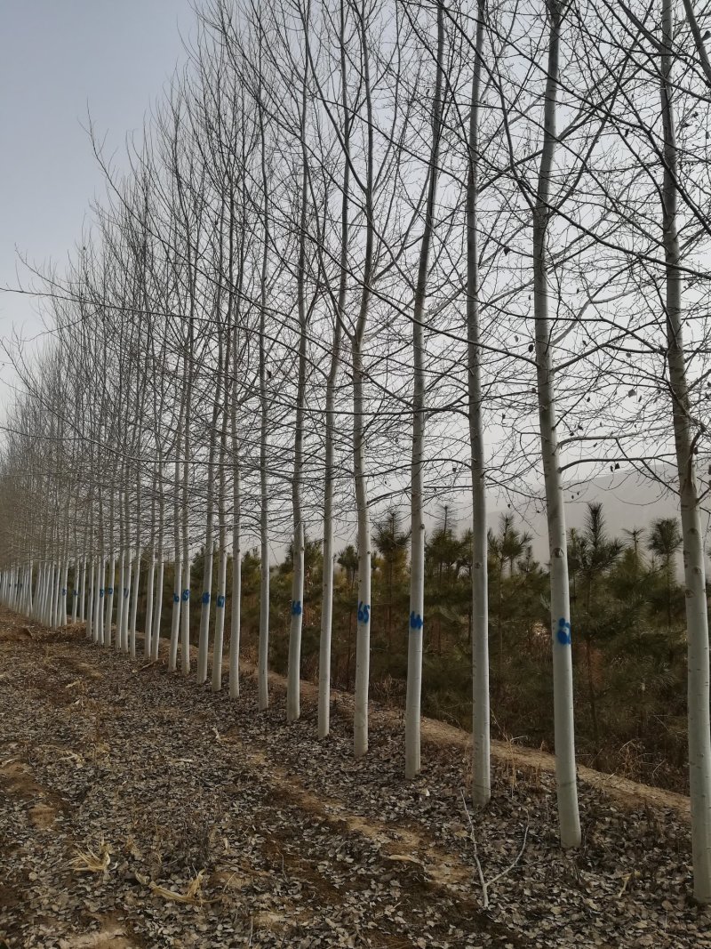 河北杨，84k杨树
