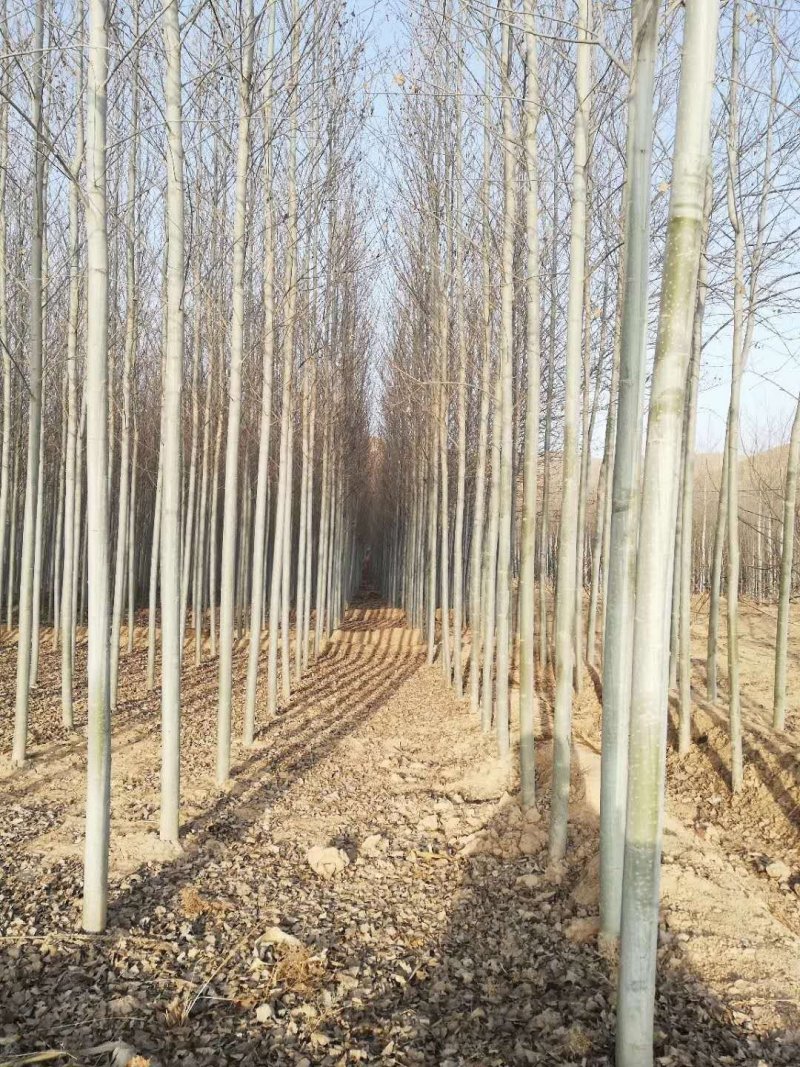 河北杨，84k杨树