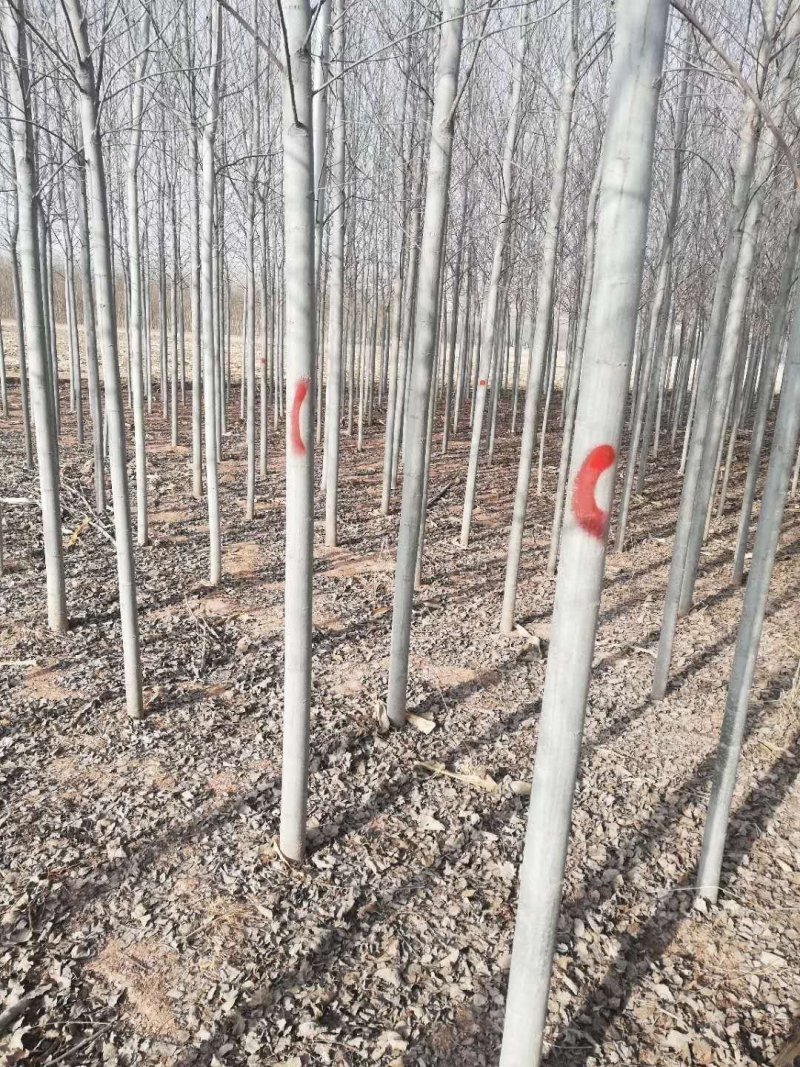 河北杨，84k杨树