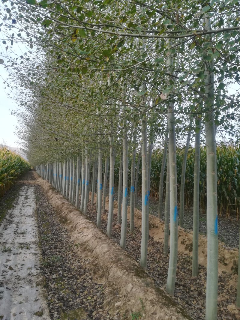 河北杨，84k杨树