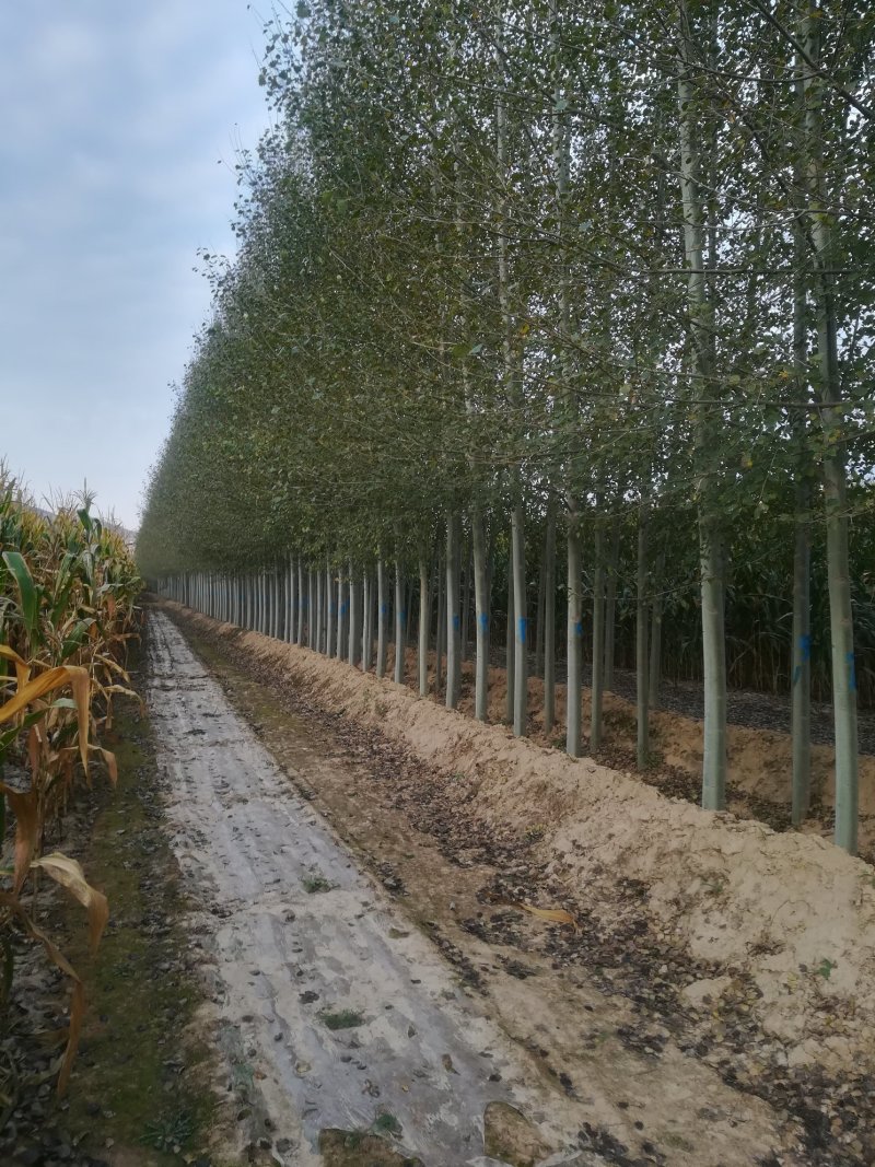 河北杨，84k杨树
