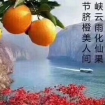 正宗原产地《奉节脐橙》鲜果园直销～让你吃了还想吃！