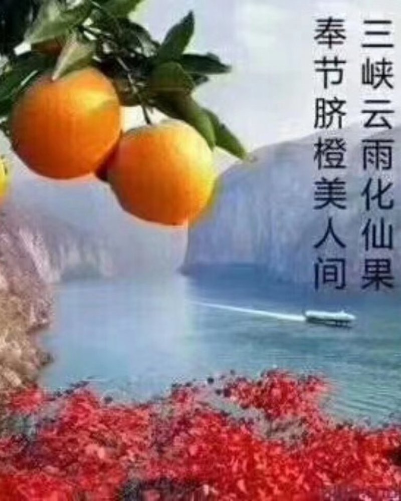 正宗原产地《奉节脐橙》鲜果园直销～让你吃了还想吃！