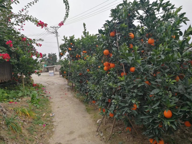 正宗原产地《奉节脐橙》鲜果园直销～让你吃了还想吃！