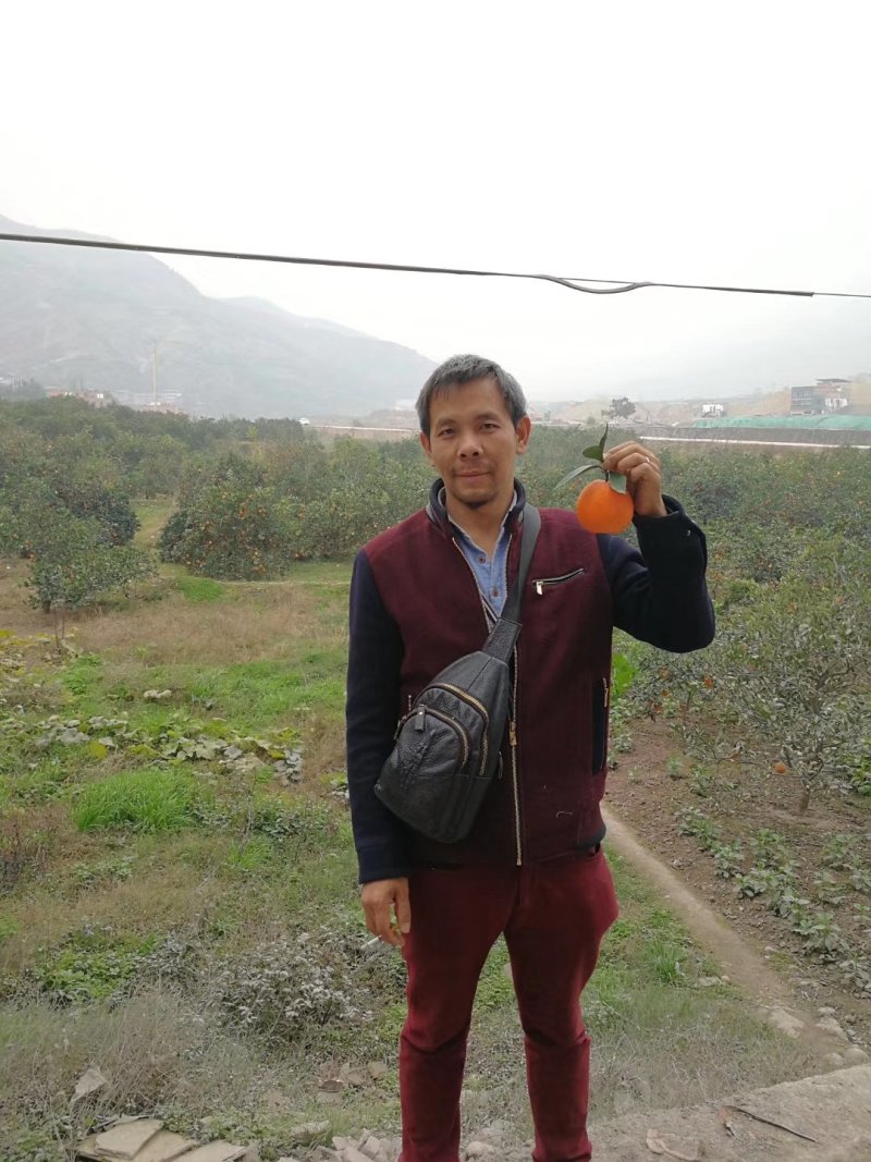 正宗原产地《奉节脐橙》鲜果园直销～让你吃了还想吃！
