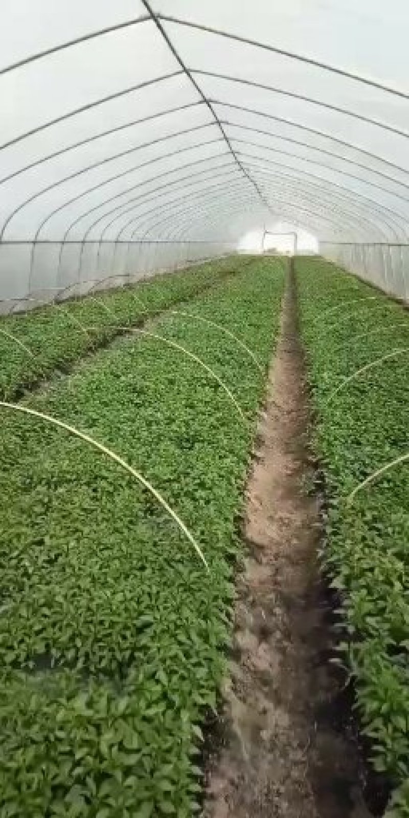【热卖】茄子苗抗病高产根茎粗壮量大从优