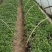 【热卖】茄子苗抗病高产根茎粗壮量大从优
